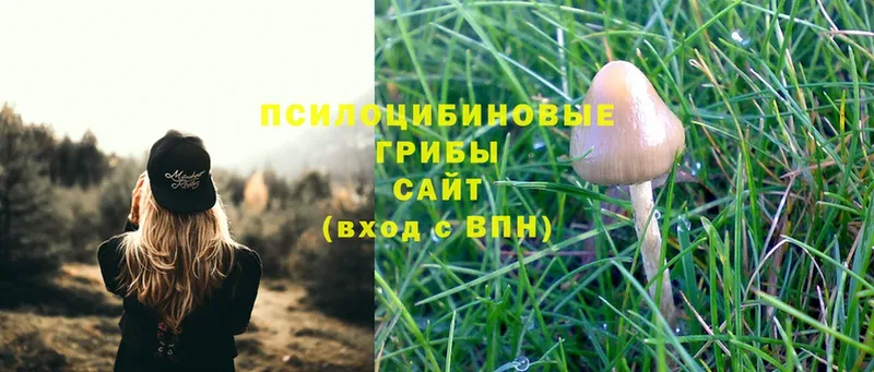 Псилоцибиновые грибы Psilocybe  сколько стоит  Иркутск 